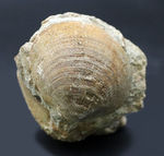 ザ・マニアックシリーズ！最大幅６センチ以上もある、非常に立派な二枚貝、グリキメリス（Glycymeris）の化石