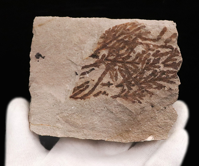 国内マニアック化石シリーズ！今回は兵庫県産、寄生植物、ヒノキバ