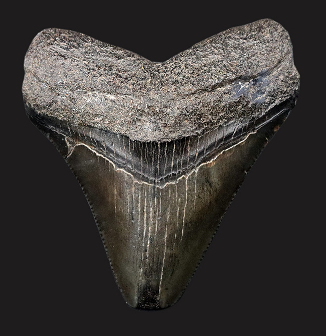 オールナチュラル！新生代の一時期、海の食物連鎖の頂点に君臨していた絶滅肉食ザメ、メガロドン（Carcharocles megalodon）の歯化石（その1）