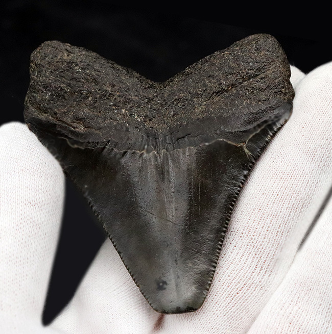 オールナチュラル！新生代の一時期、海の食物連鎖の頂点に君臨していた絶滅肉食ザメ、メガロドン（Carcharocles megalodon）の歯化石（その2）
