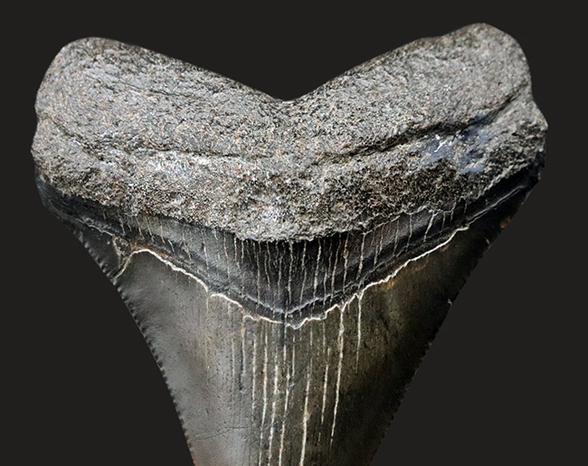 オールナチュラル！新生代の一時期、海の食物連鎖の頂点に君臨していた絶滅肉食ザメ、メガロドン（Carcharocles megalodon）の歯化石（その4）