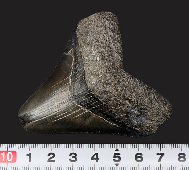オールナチュラル！新生代の一時期、海の食物連鎖の頂点に君臨していた絶滅肉食ザメ、メガロドン（Carcharocles megalodon）の歯化石（その7）