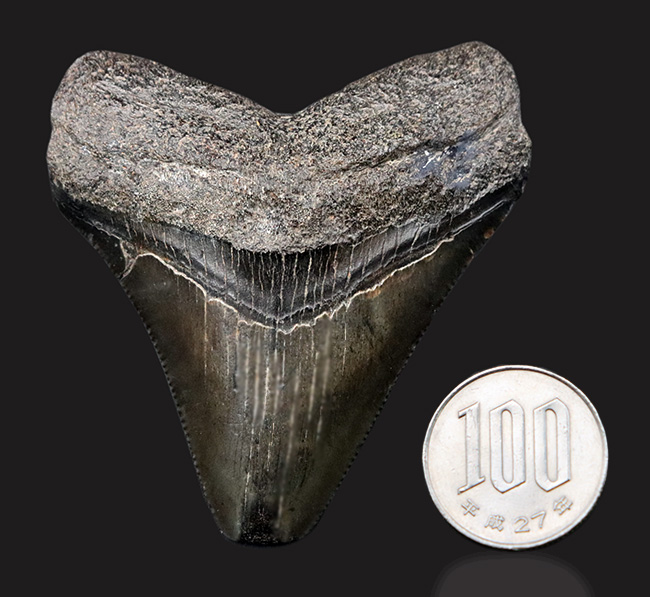 オールナチュラル！新生代の一時期、海の食物連鎖の頂点に君臨していた絶滅肉食ザメ、メガロドン（Carcharocles megalodon）の歯化石（その8）