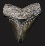 オールナチュラル！新生代の一時期、海の食物連鎖の頂点に君臨していた絶滅肉食ザメ、メガロドン（Carcharocles megalodon）の歯化石
