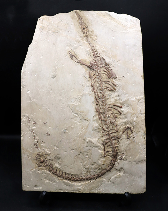 年に数回のご紹介！過去最大級の個体の一つ、歴代の個体のなかでも特に印象的！オールドコレクション標本、ブラジル産メソサウルス（Mesosaurus）の全身化石（その1）