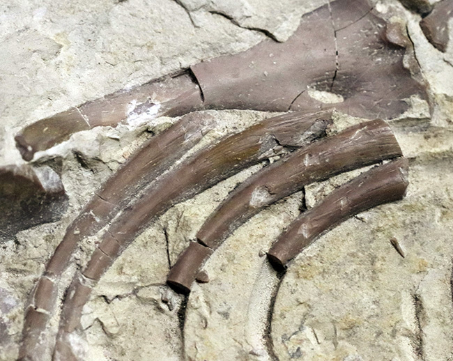 年に数回のご紹介！過去最大級の個体の一つ、歴代の個体のなかでも特に印象的！オールドコレクション標本、ブラジル産メソサウルス（Mesosaurus）の全身化石（その10）