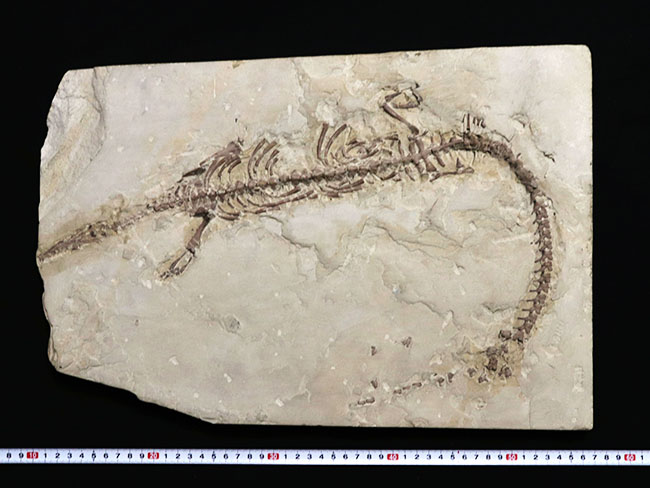 年に数回のご紹介！過去最大級の個体の一つ、歴代の個体のなかでも特に印象的！オールドコレクション標本、ブラジル産メソサウルス（Mesosaurus）の全身化石（その15）