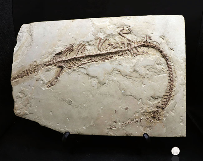 年に数回のご紹介！過去最大級の個体の一つ、歴代の個体のなかでも特に印象的！オールドコレクション標本、ブラジル産メソサウルス（Mesosaurus）の全身化石（その16）
