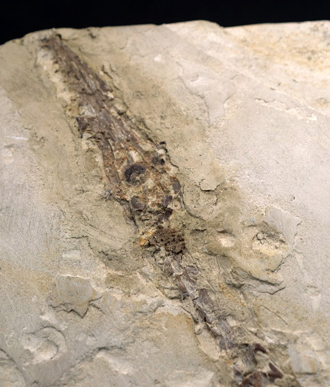 年に数回のご紹介！過去最大級の個体の一つ、歴代の個体のなかでも特に印象的！オールドコレクション標本、ブラジル産メソサウルス（Mesosaurus）の全身化石（その2）