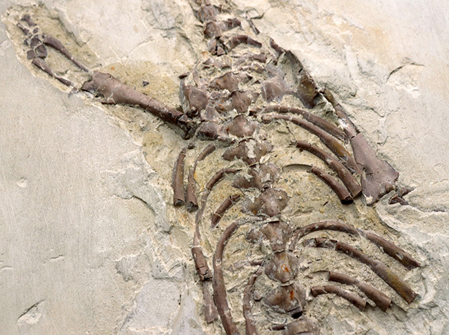 年に数回のご紹介！過去最大級の個体の一つ、歴代の個体のなかでも特に印象的！オールドコレクション標本、ブラジル産メソサウルス（Mesosaurus）の全身化石（その3）