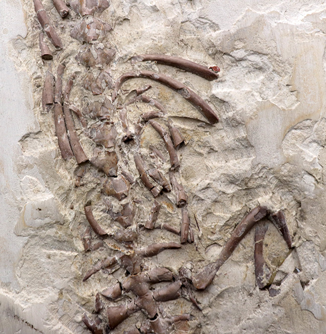 年に数回のご紹介！過去最大級の個体の一つ、歴代の個体のなかでも特に印象的！オールドコレクション標本、ブラジル産メソサウルス（Mesosaurus）の全身化石（その4）
