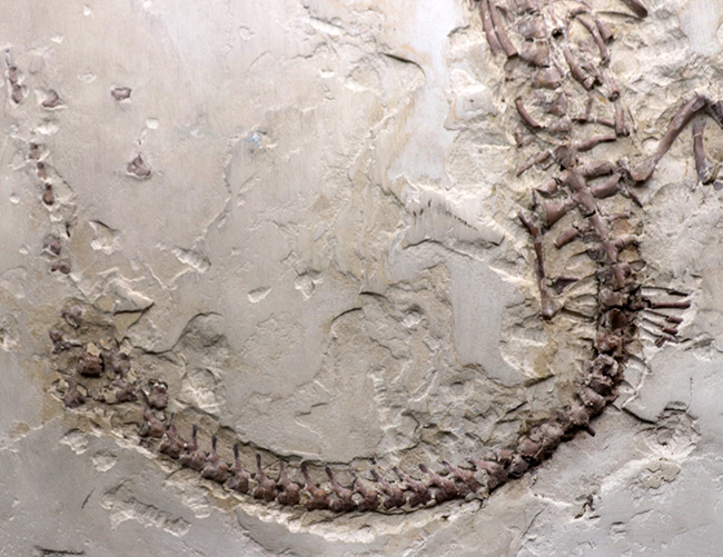 年に数回のご紹介！過去最大級の個体の一つ、歴代の個体のなかでも特に印象的！オールドコレクション標本、ブラジル産メソサウルス（Mesosaurus）の全身化石（その5）