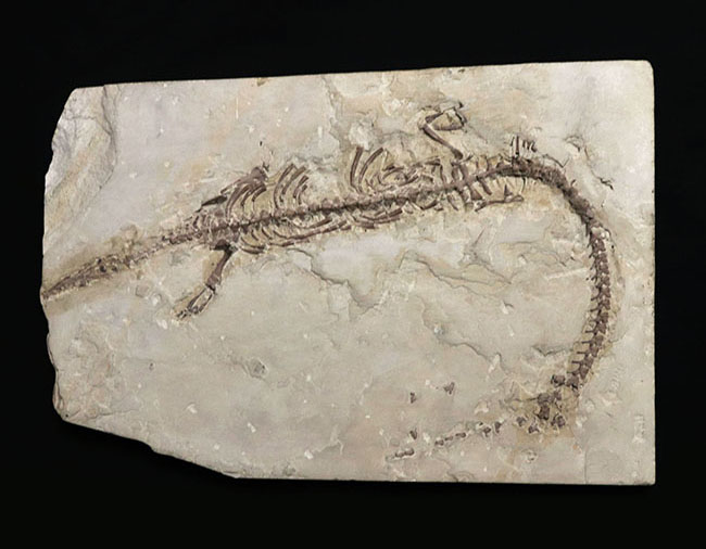 年に数回のご紹介！過去最大級の個体の一つ、歴代の個体のなかでも特に印象的！オールドコレクション標本、ブラジル産メソサウルス（Mesosaurus）の全身化石（その6）
