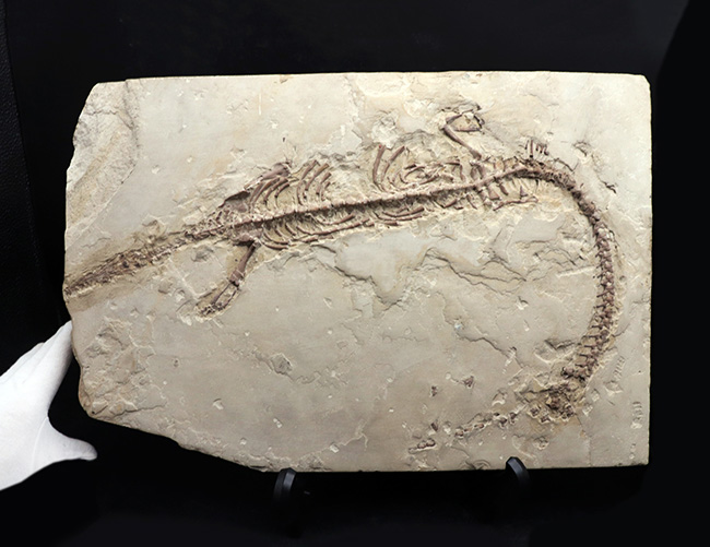 年に数回のご紹介！過去最大級の個体の一つ、歴代の個体のなかでも特に印象的！オールドコレクション標本、ブラジル産メソサウルス（Mesosaurus）の全身化石（その7）