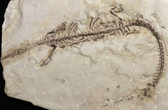年に数回のご紹介！過去最大級の個体の一つ、歴代の個体のなかでも特に印象的！オールドコレクション標本、ブラジル産メソサウルス（Mesosaurus）の全身化石（その8）