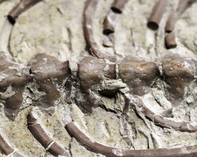 年に数回のご紹介！過去最大級の個体の一つ、歴代の個体のなかでも特に印象的！オールドコレクション標本、ブラジル産メソサウルス（Mesosaurus）の全身化石（その9）