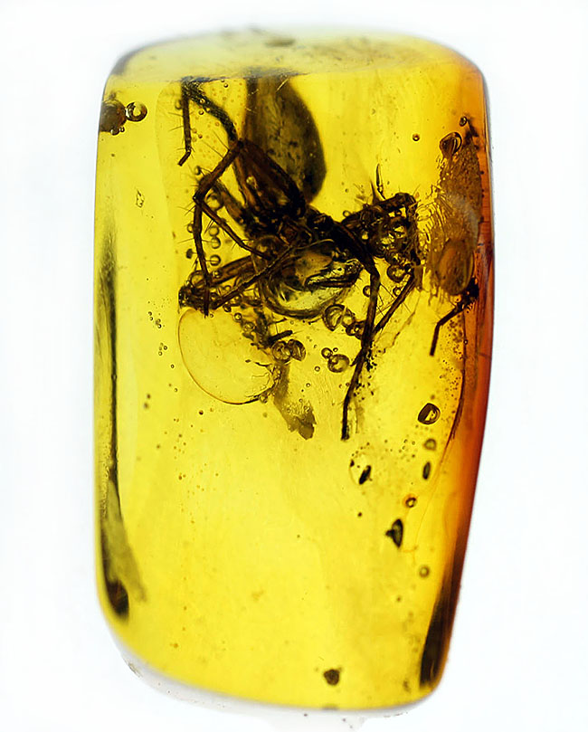 人類の祖先が誕生する遥か昔のクモが内包された、バルト海産の虫入り琥珀。保存状態極めて良好。（その1）