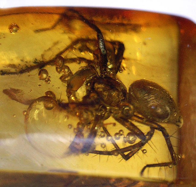 人類の祖先が誕生する遥か昔のクモが内包された、バルト海産の虫入り琥珀。保存状態極めて良好。（その10）