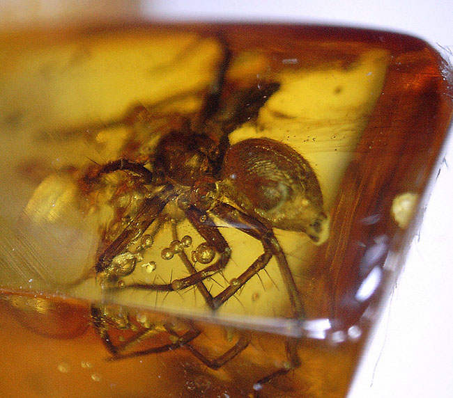 人類の祖先が誕生する遥か昔のクモが内包された、バルト海産の虫入り琥珀。保存状態極めて良好。（その11）