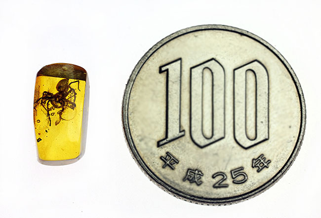 人類の祖先が誕生する遥か昔のクモが内包された、バルト海産の虫入り