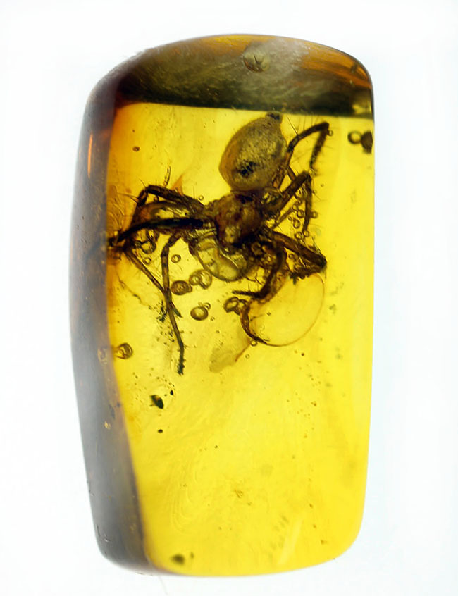 人類の祖先が誕生する遥か昔のクモが内包された、バルト海産の虫入り琥珀。保存状態極めて良好。（その2）