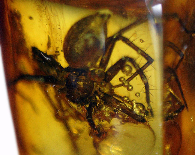 人類の祖先が誕生する遥か昔のクモが内包された、バルト海産の虫入り琥珀。保存状態極めて良好。（その3）