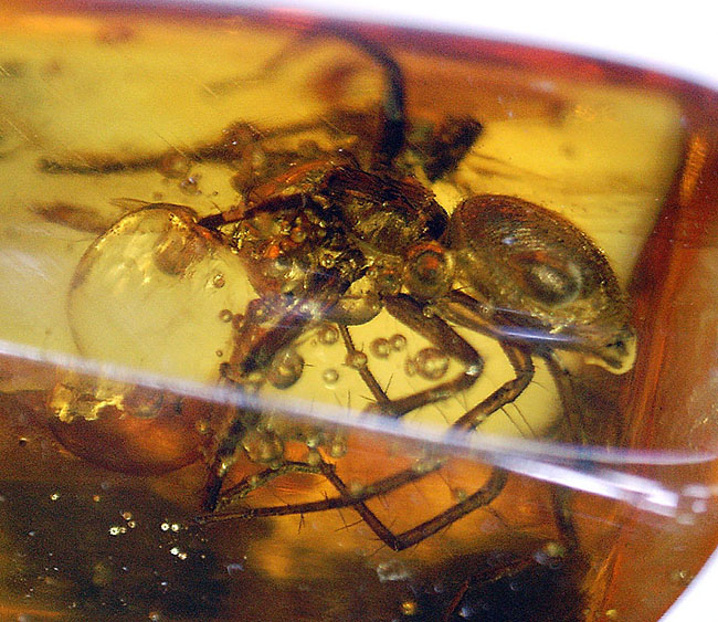 人類の祖先が誕生する遥か昔のクモが内包された、バルト海産の虫入り琥珀。保存状態極めて良好。（その4）