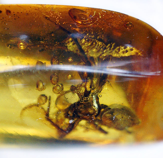 人類の祖先が誕生する遥か昔のクモが内包された、バルト海産の虫入り琥珀。保存状態極めて良好。（その5）
