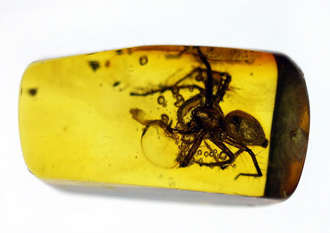 人類の祖先が誕生する遥か昔のクモが内包された、バルト海産の虫入り