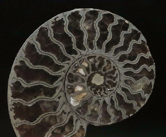 フランス・アヴェロン産、ジュラ紀前期の黄鉄鉱化アンモナイト(Annmonite)のスライス標本(その3)