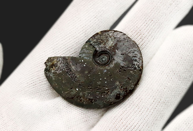 フランス・アヴェロン産、ジュラ紀前期の黄鉄鉱化アンモナイト(Annmonite)のスライス標本(その6)