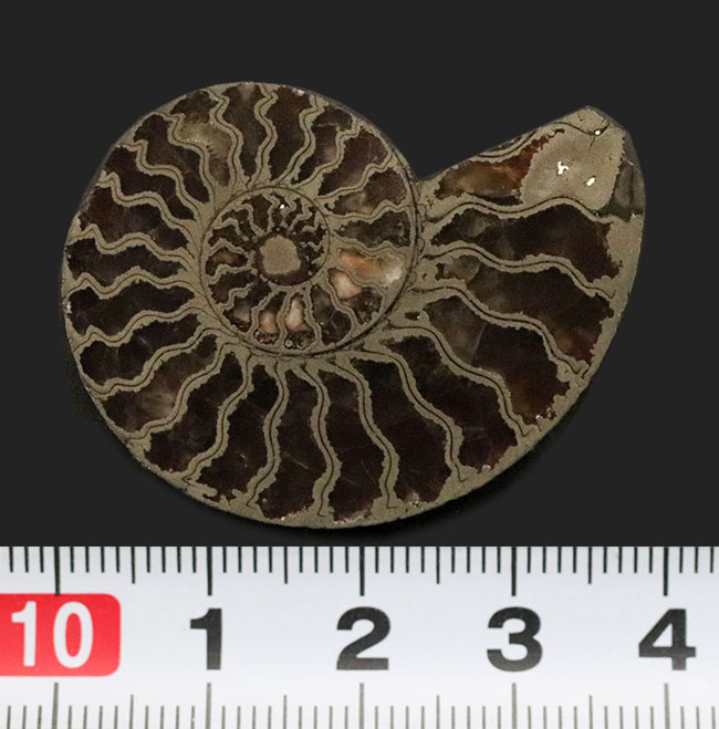 フランス・アヴェロン産、ジュラ紀前期の黄鉄鉱化アンモナイト（Annmonite）のスライス標本（その7）