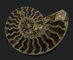 フランス・アヴェロン産、ジュラ紀前期の黄鉄鉱化アンモナイト（Annmonite）のスライス標本