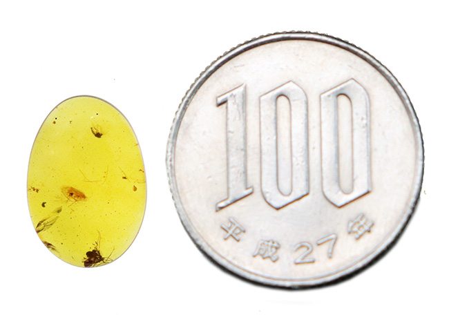 複数の虫を内包した恐竜時代の琥珀、バーマイト（Burmite）。15mmカボション（その10）