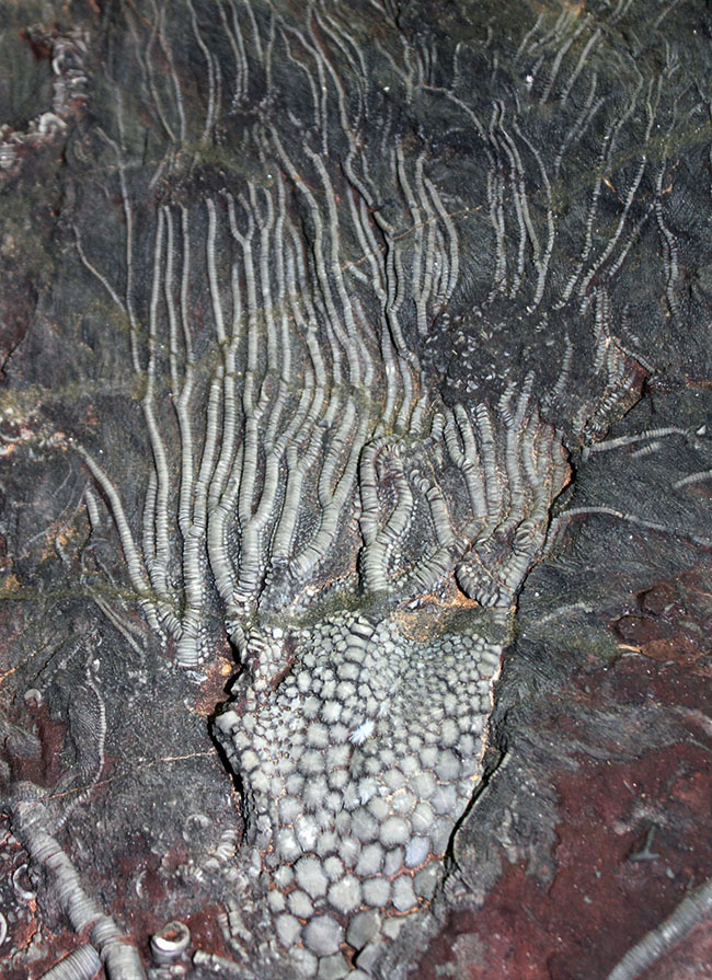 威風堂々。古生代デボン紀のモロッコの地層から採集されたウミユリ(Scyphocrinites elegans)の化石(その1)