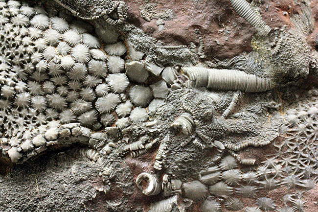 威風堂々。古生代デボン紀のモロッコの地層から採集されたウミユリ（Scyphocrinites elegans）の化石（その12）
