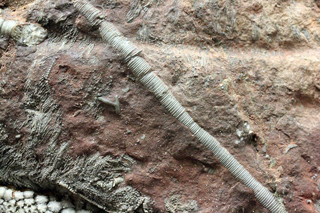 威風堂々。古生代デボン紀のモロッコの地層から採集されたウミユリ（Scyphocrinites elegans）の化石（その13）