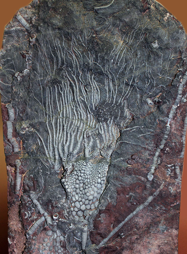 威風堂々。古生代デボン紀のモロッコの地層から採集されたウミユリ(Scyphocrinites elegans)の化石(その14)