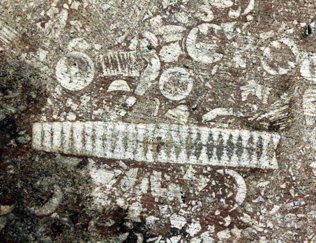 威風堂々。古生代デボン紀のモロッコの地層から採集されたウミユリ（Scyphocrinites elegans）の化石（その18）