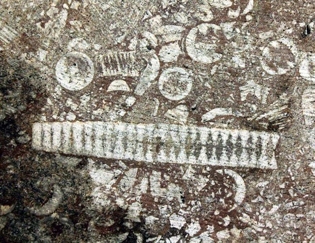 威風堂々。古生代デボン紀のモロッコの地層から採集されたウミユリ(Scyphocrinites elegans)の化石(その18)