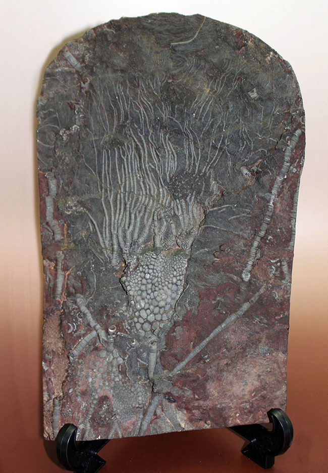 威風堂々。古生代デボン紀のモロッコの地層から採集されたウミユリ(Scyphocrinites elegans)の化石(その2)