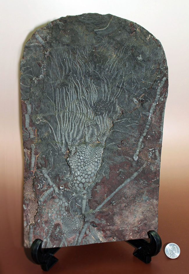 威風堂々。古生代デボン紀のモロッコの地層から採集されたウミユリ(Scyphocrinites elegans)の化石(その20)