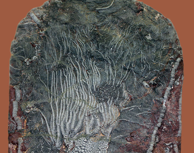 威風堂々。古生代デボン紀のモロッコの地層から採集されたウミユリ(Scyphocrinites elegans)の化石(その3)