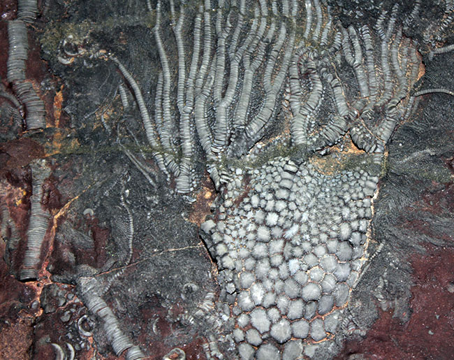 威風堂々。古生代デボン紀のモロッコの地層から採集されたウミユリ(Scyphocrinites elegans)の化石(その4)