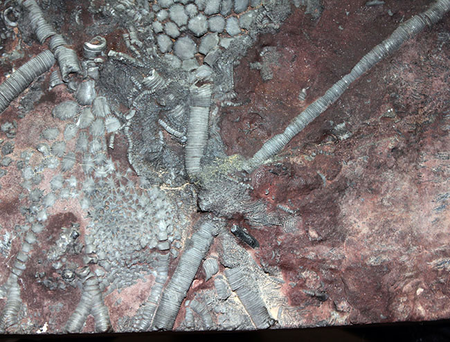 威風堂々。古生代デボン紀のモロッコの地層から採集されたウミユリ（Scyphocrinites elegans）の化石（その5）