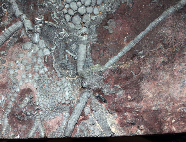 威風堂々。古生代デボン紀のモロッコの地層から採集されたウミユリ(Scyphocrinites elegans)の化石(その5)