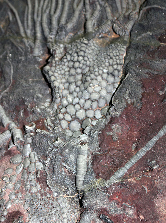 威風堂々。古生代デボン紀のモロッコの地層から採集されたウミユリ（Scyphocrinites elegans）の化石（その6）