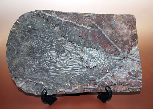 威風堂々。古生代デボン紀のモロッコの地層から採集されたウミユリ(Scyphocrinites elegans)の化石(その7)