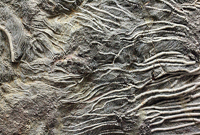 威風堂々。古生代デボン紀のモロッコの地層から採集されたウミユリ（Scyphocrinites elegans）の化石（その9）