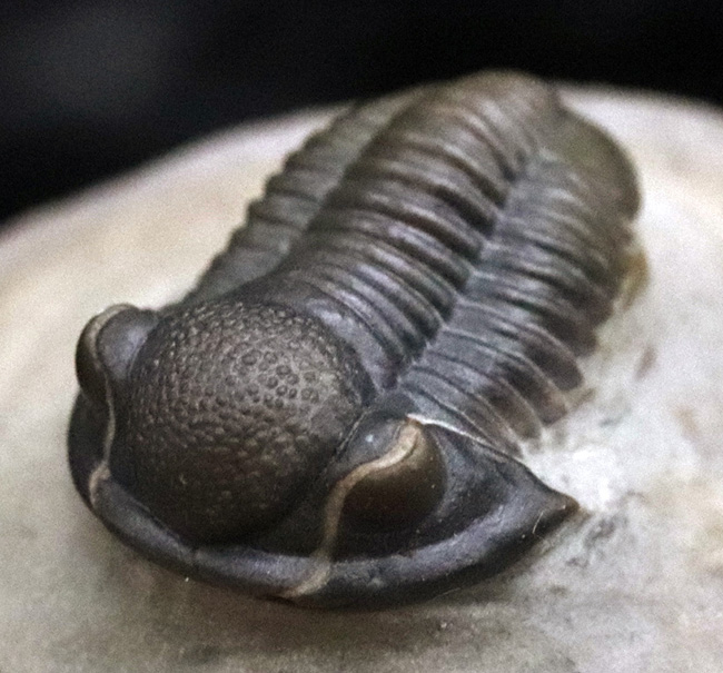 細部までクリーニングが行き届いた、非常に上質なゲラストス(Gerastos sp.)(その1)